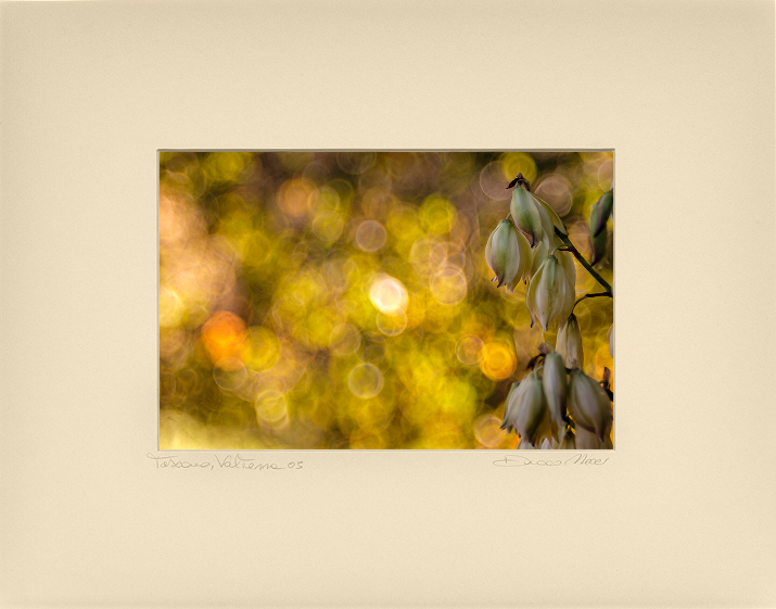 Yucca at Sundown - Duccio Nacci