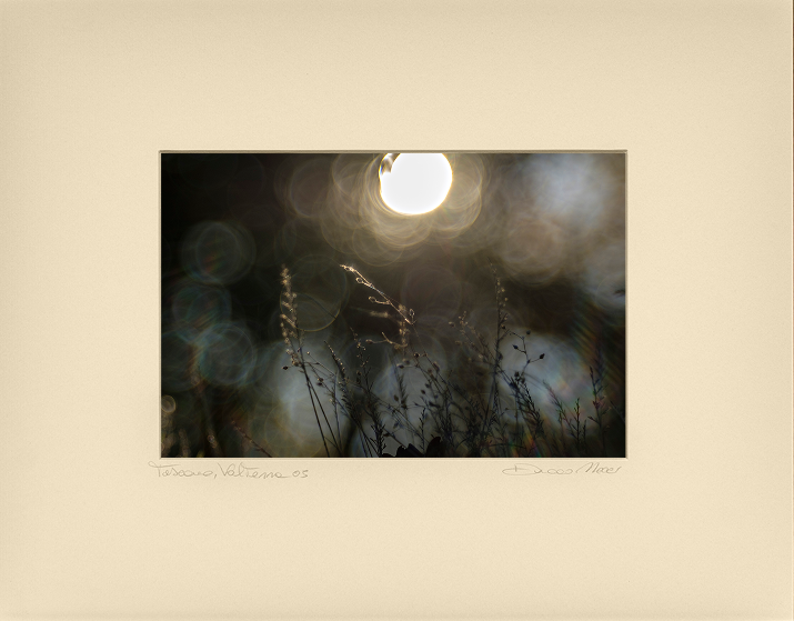 Sunlit Dandelion Gleam - Duccio Nacci