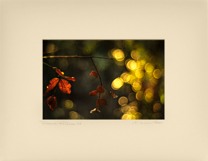 Crimson Maple Veil - Duccio Nacci