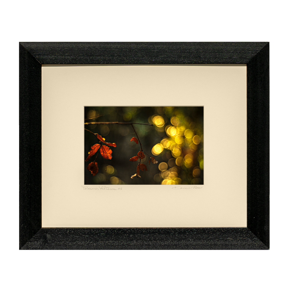 Crimson Maple Veil - Duccio Nacci