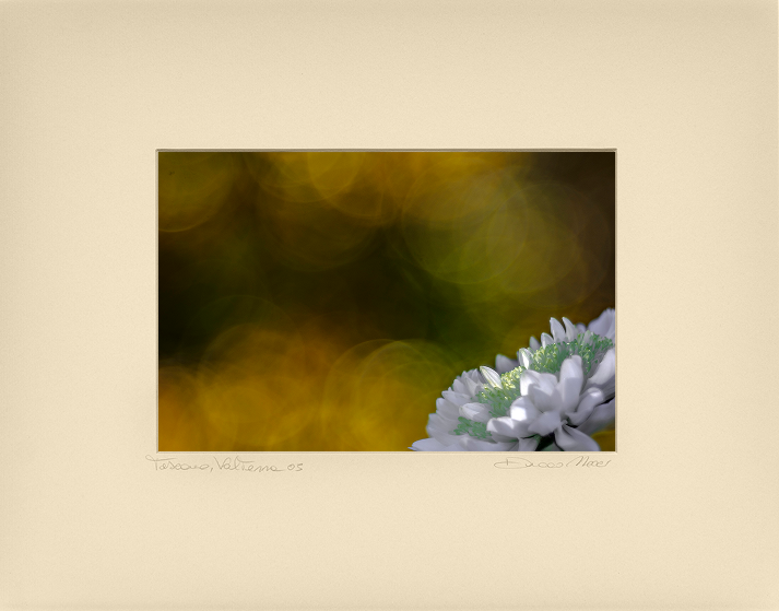 White Daisy - Duccio Nacci