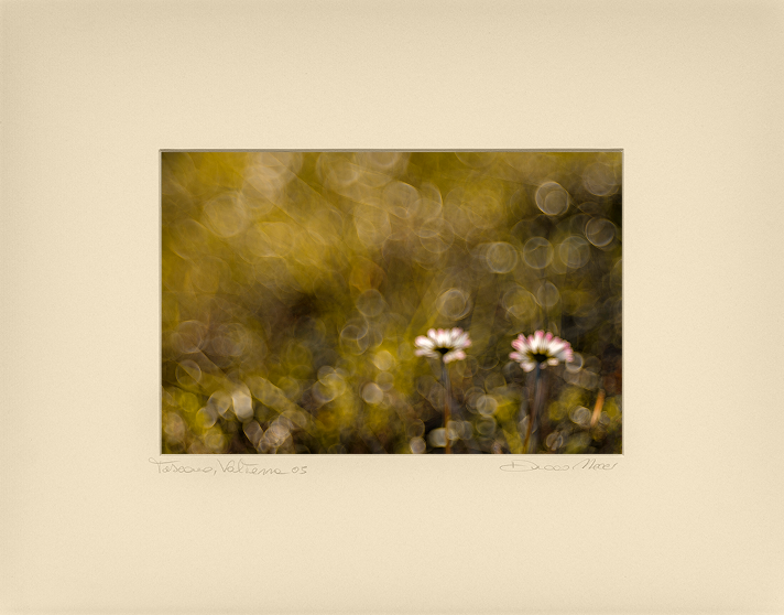 Chamomille - Duccio Nacci