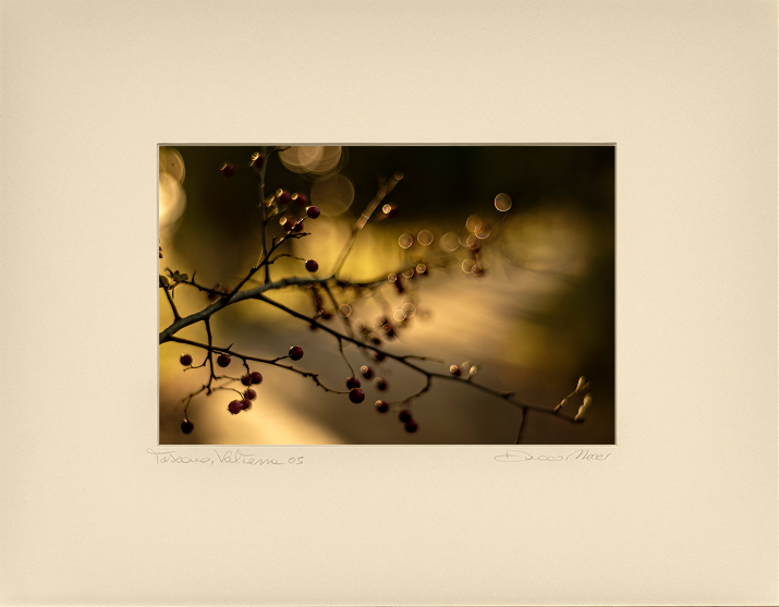 Red Berries - Duccio Nacci