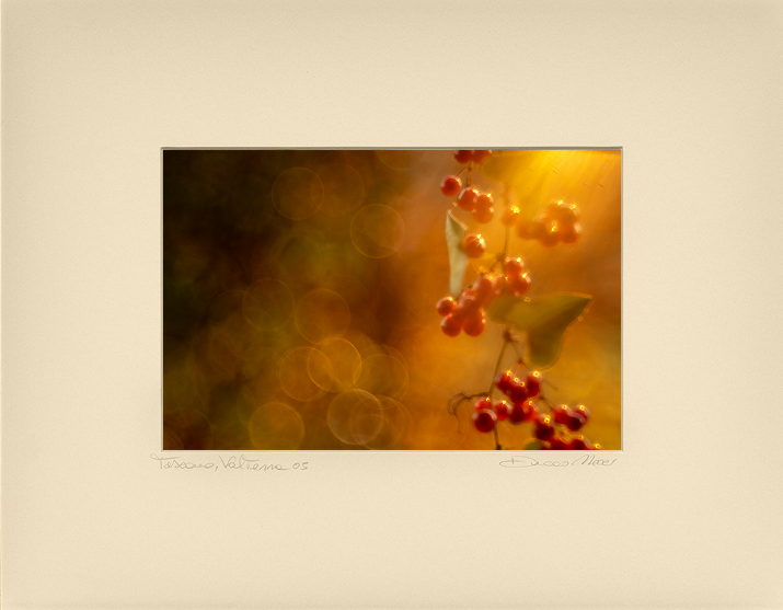 Glossy Berries - Duccio Nacci