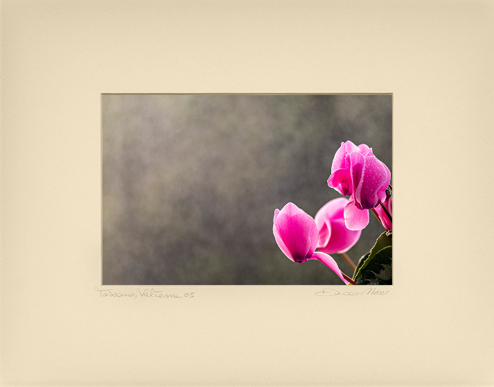 Pink Cyclamen Blooms - Duccio Nacci