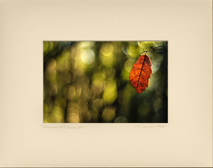 Autumn Leaf - Duccio Nacci