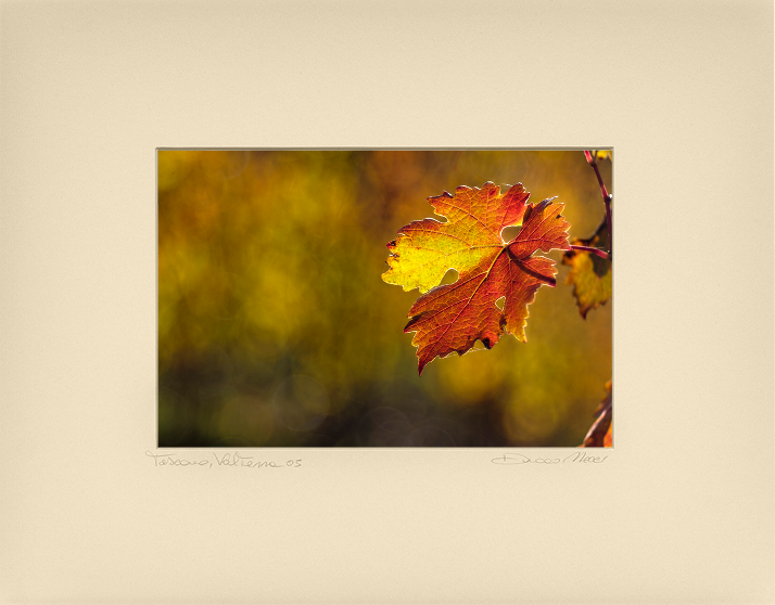 Vine Leaf - Duccio Nacci