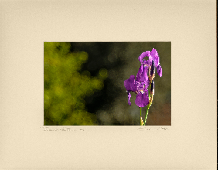 Regal Purple Iris - Duccio Nacci