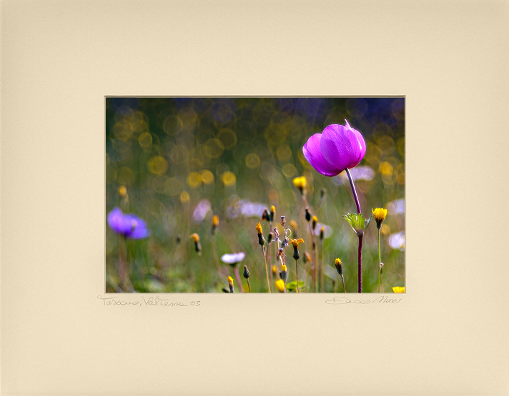 Tuscan Dawn Anemone - Duccio Nacci