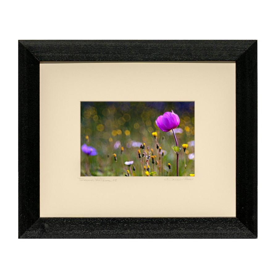 Tuscan Dawn Anemone