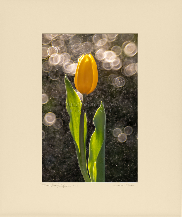 Golden Tulip in the Rain - Duccio Nacci