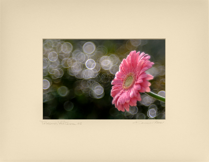 Gerbera’s Morning Waltz - Duccio Nacci