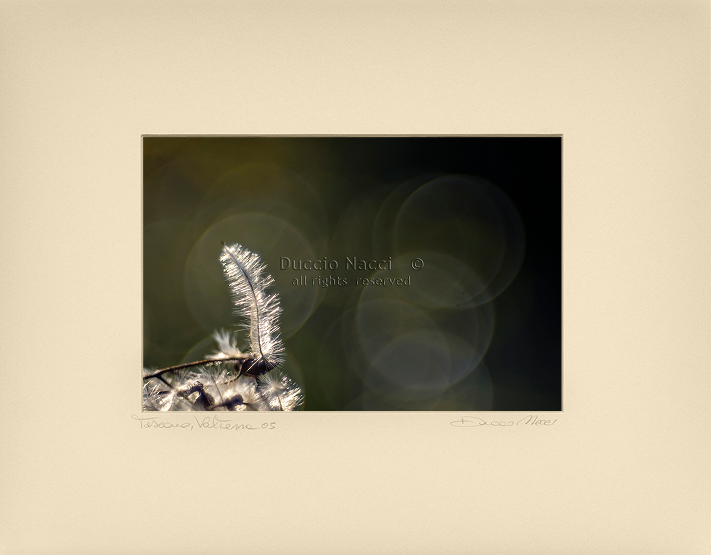 Solitary Featherlight - Duccio Nacci