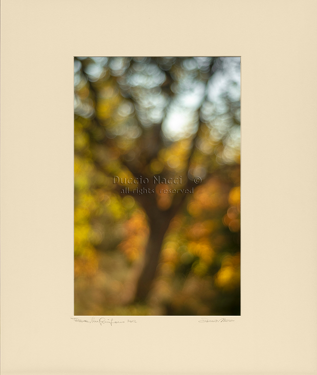 Tree of Light - Duccio Nacci