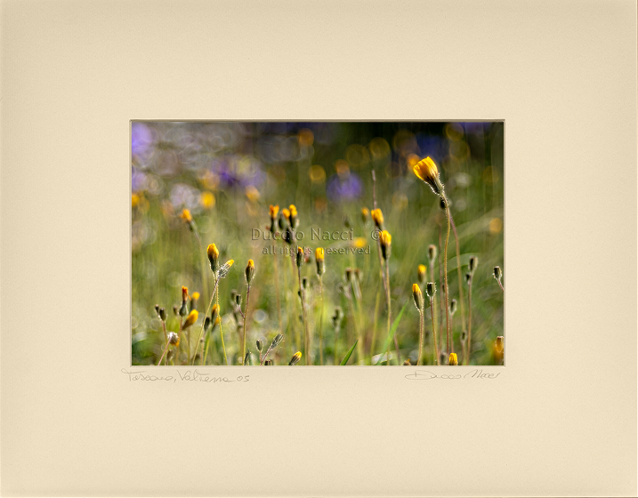 Yellow Daisy Rising - Duccio Nacci