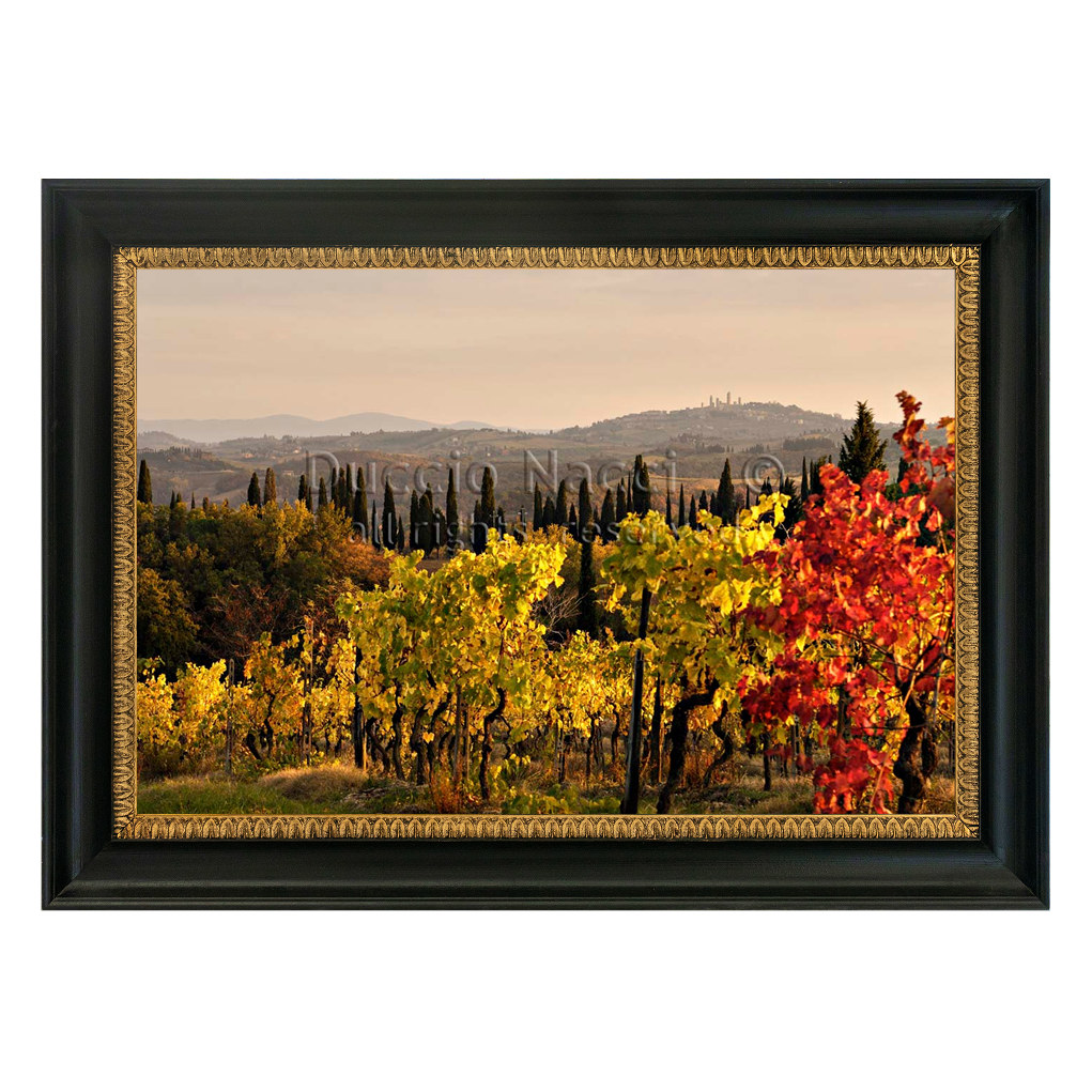 Golden Vines (Copia) - Duccio Nacci