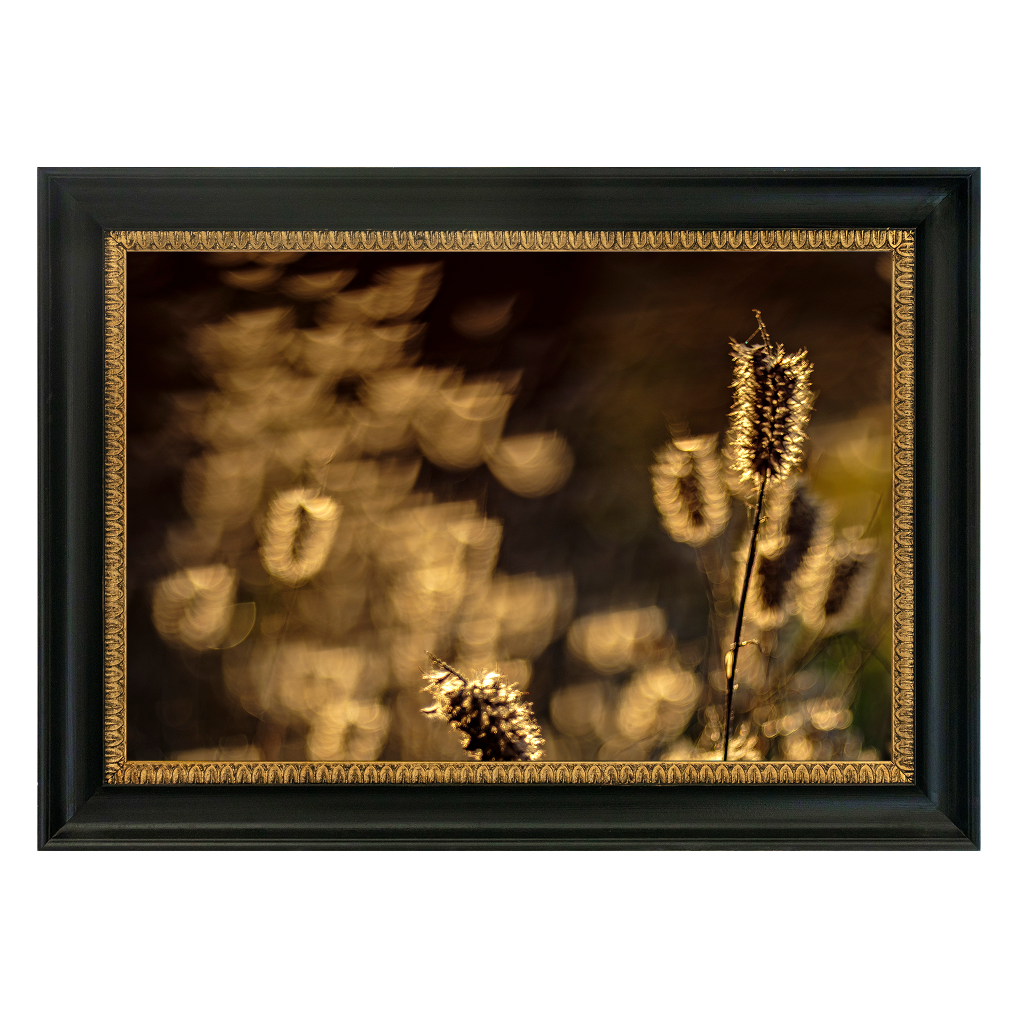 Foxtail Grasses - Duccio Nacci