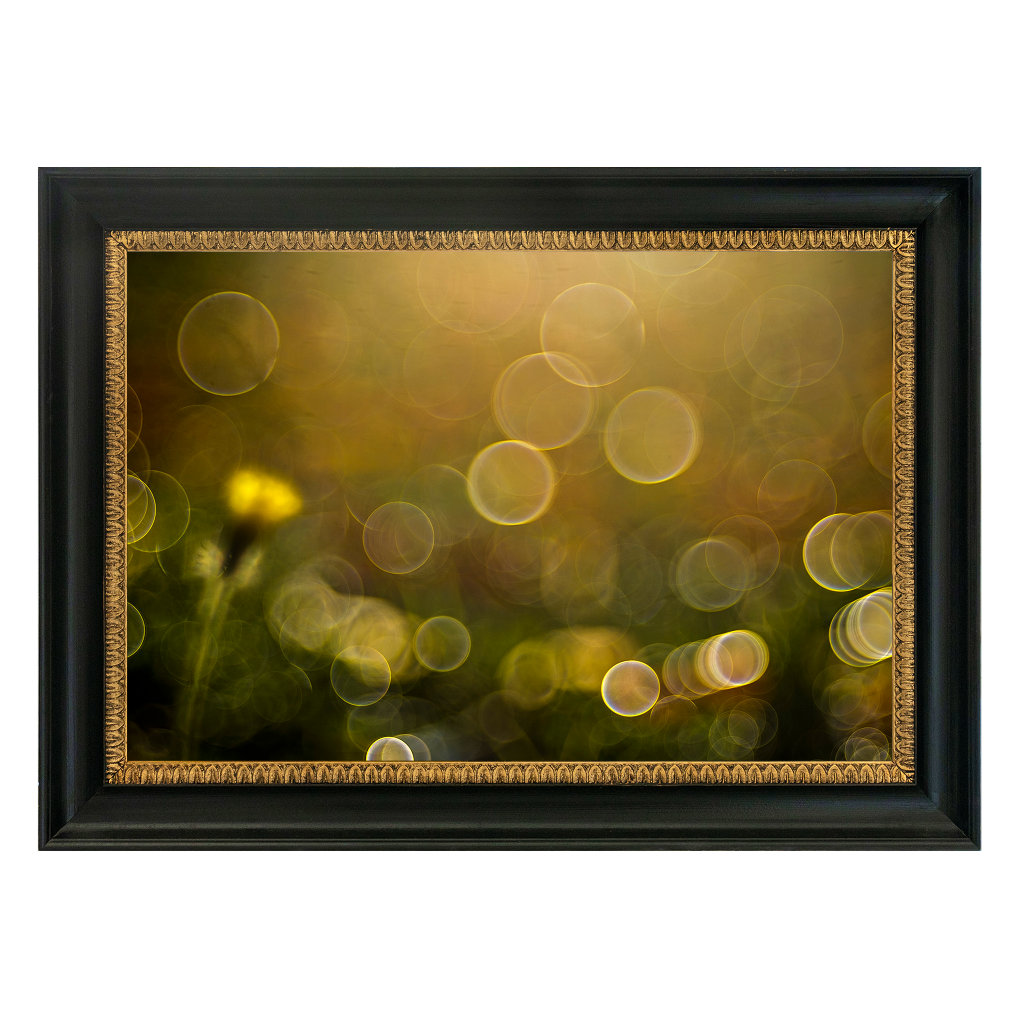 Yellow Hawkweed Bud - Duccio Nacci