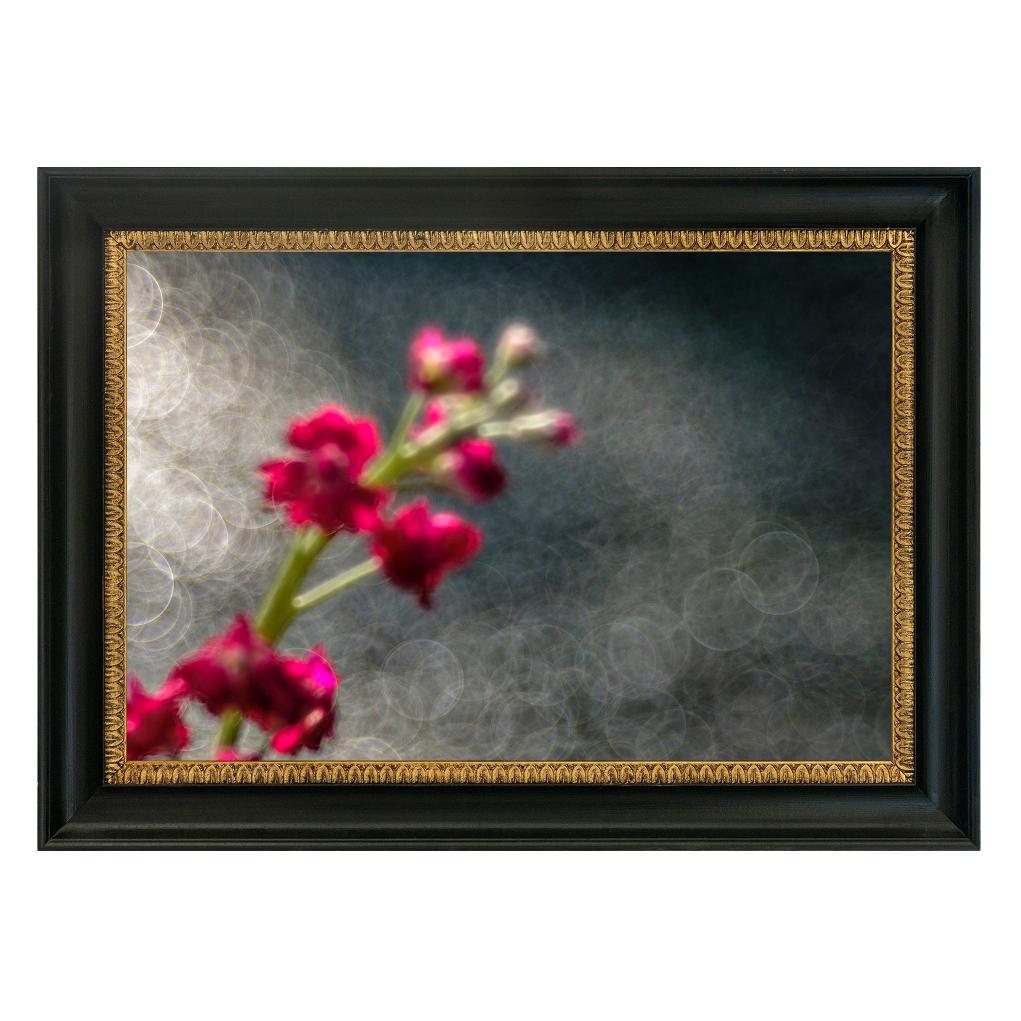 Evening Blush Rose - Duccio Nacci