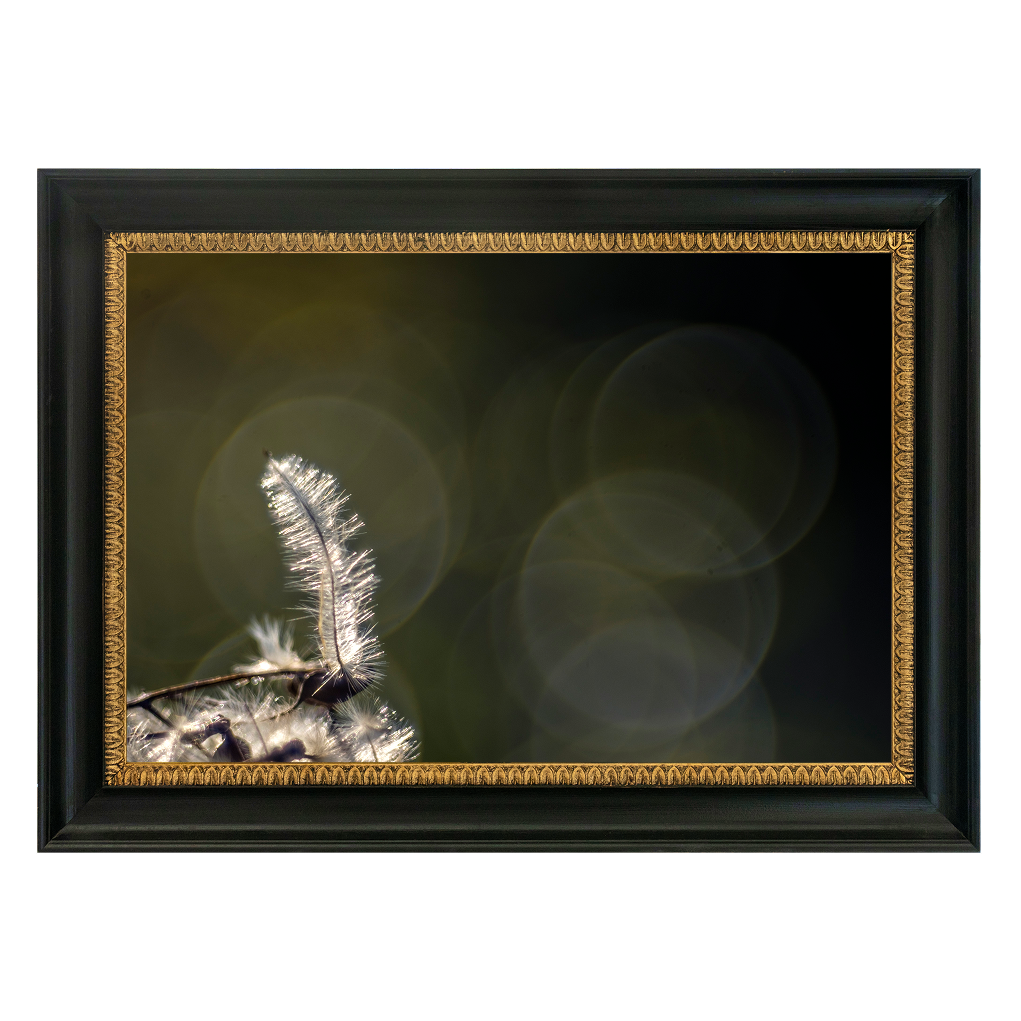 Solitary Featherlight - Duccio Nacci