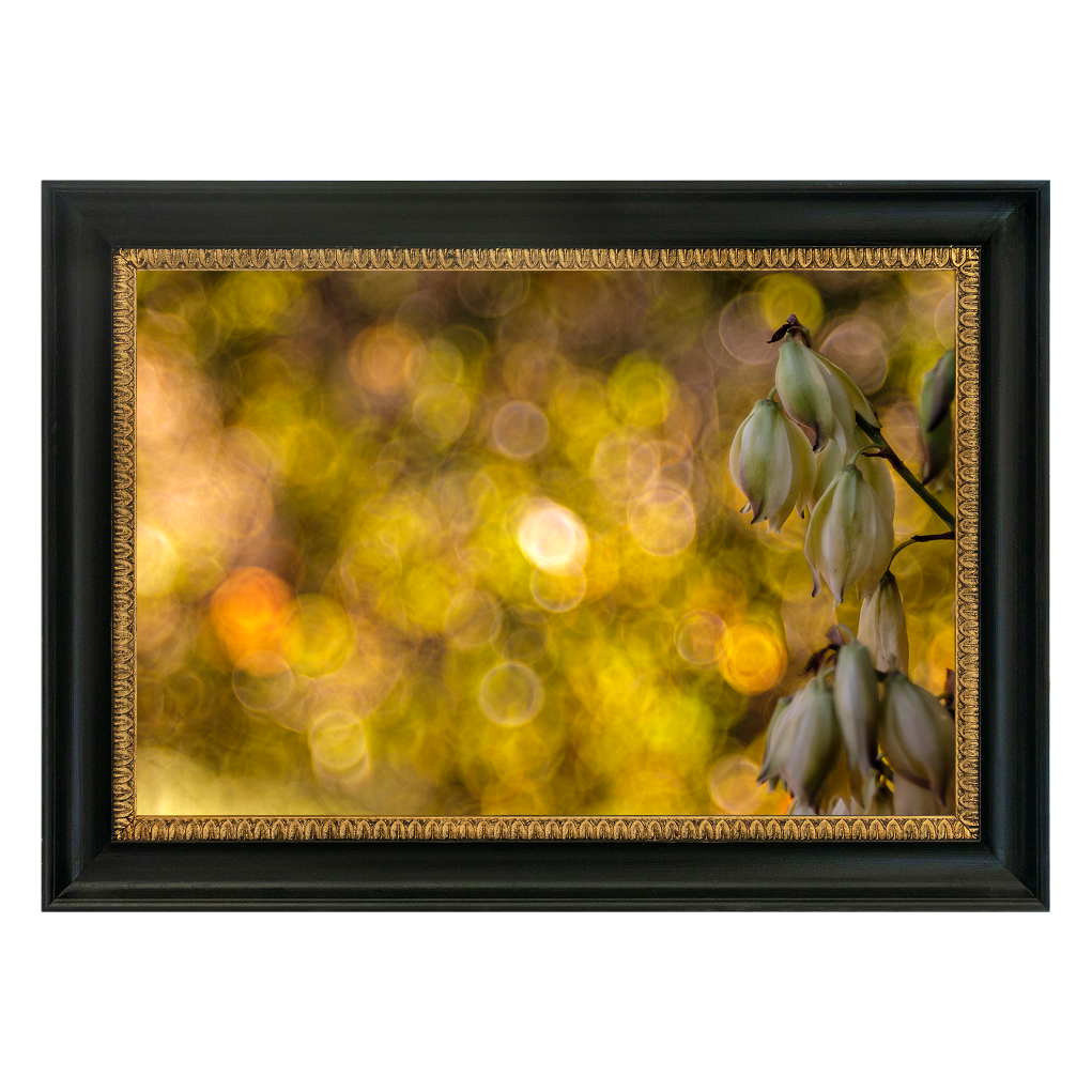Yucca at Sundown - Duccio Nacci