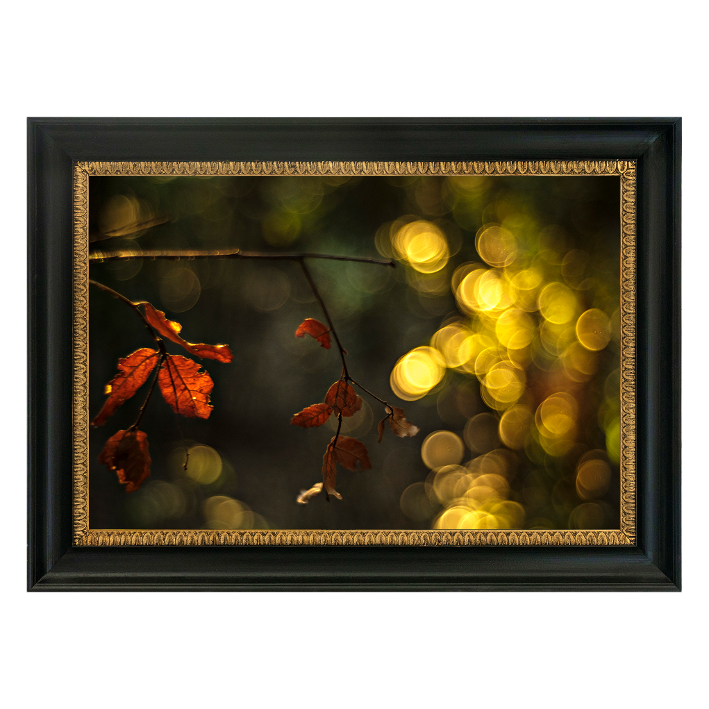 Crimson Maple Veil - Duccio Nacci