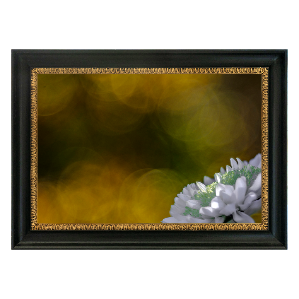 White Daisy - Duccio Nacci