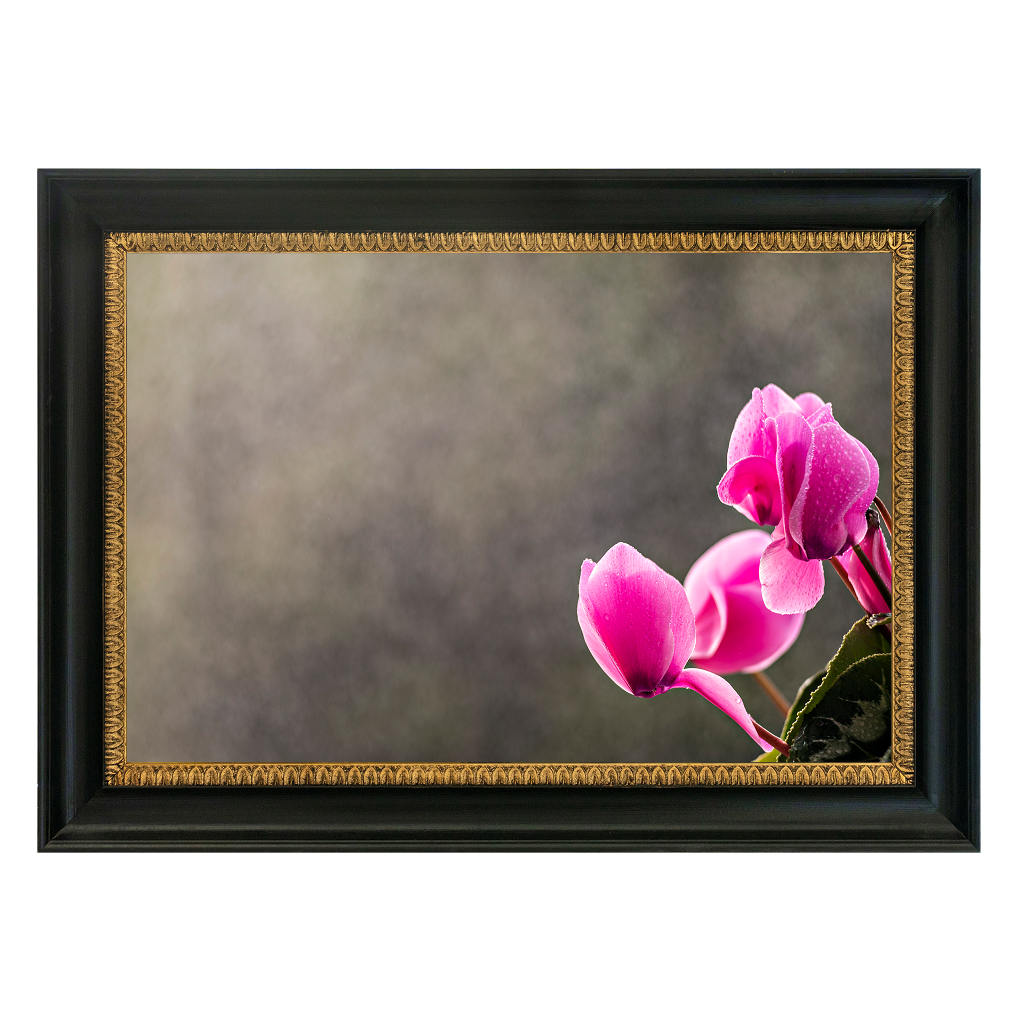 Pink Cyclamen Blooms - Duccio Nacci