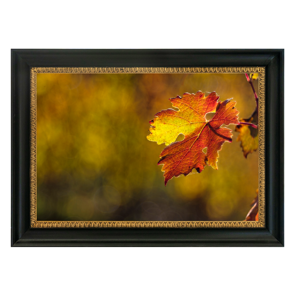Vine Leaf - Duccio Nacci