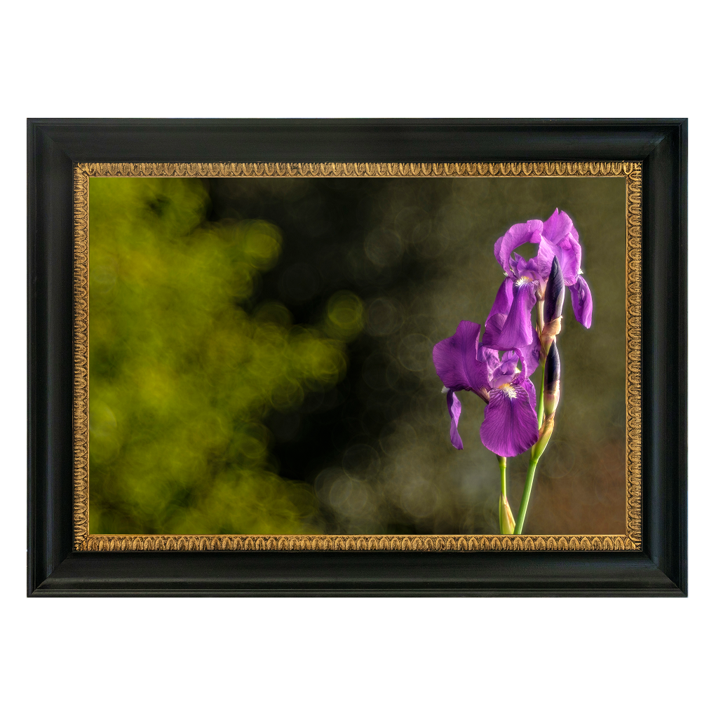 Regal Purple Iris - Duccio Nacci