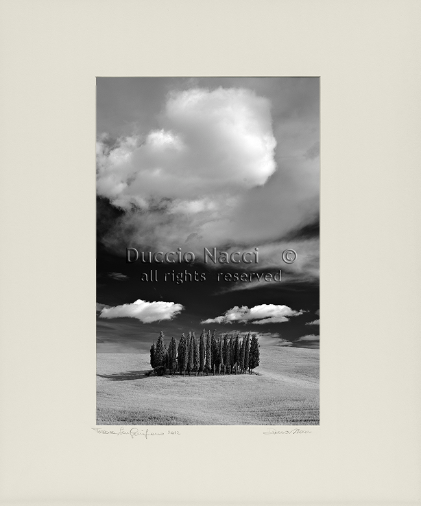 Cathedral of Cypress - Vertical - Duccio Nacci