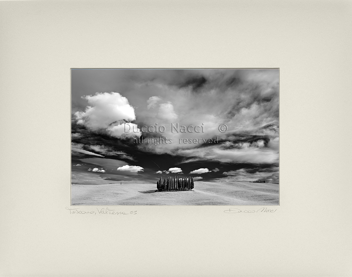 Cathedral of Cypress - Orizontal - Duccio Nacci