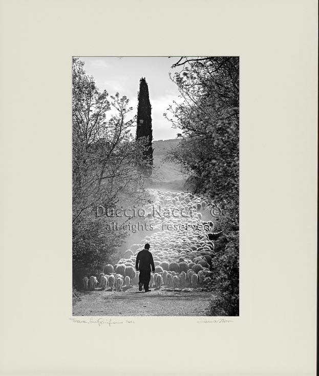 The Flock's Way - Duccio Nacci