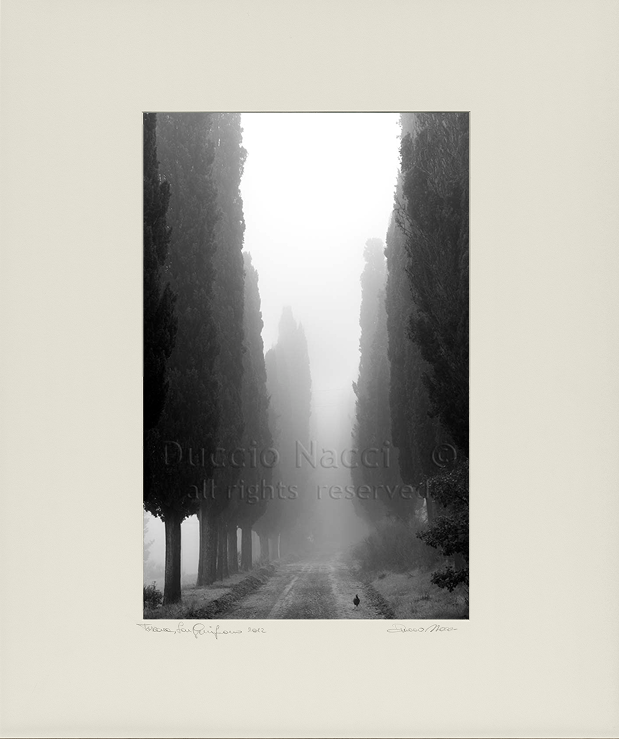 Voice of the Cypress - Duccio Nacci