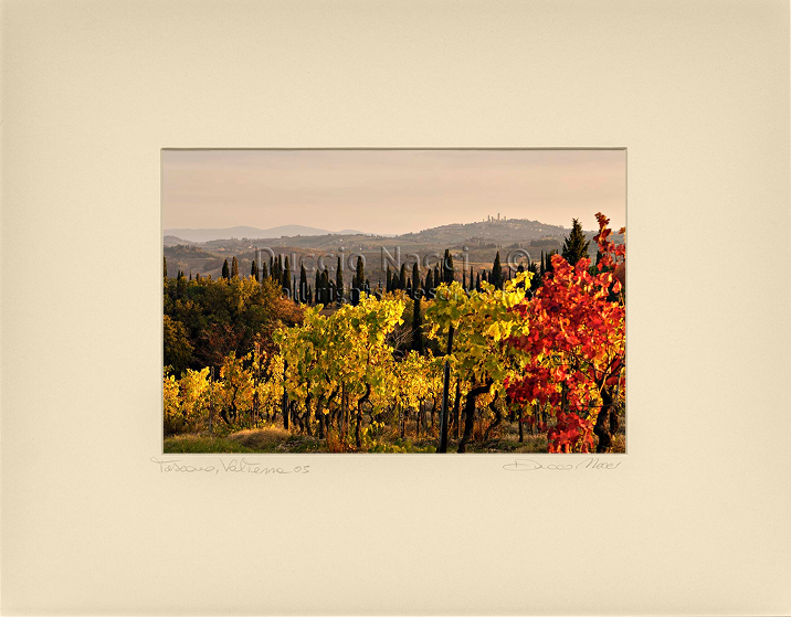 Golden Vines - Duccio Nacci