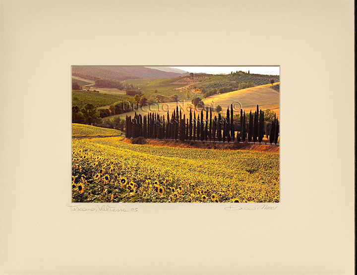 The Sunflowers Chanti - Duccio Nacci