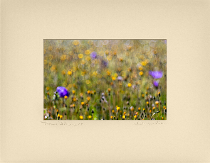 Wildflower Whispers - Duccio Nacci