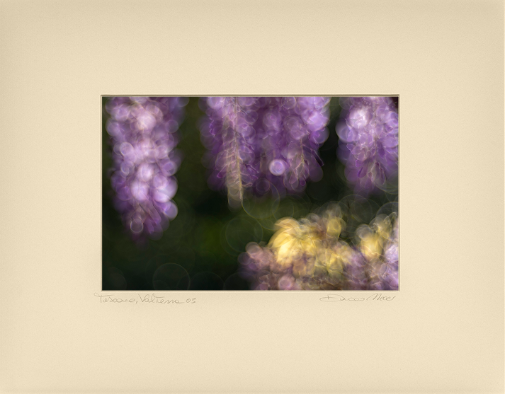 Solitary Anemone’s Song - Duccio Nacci