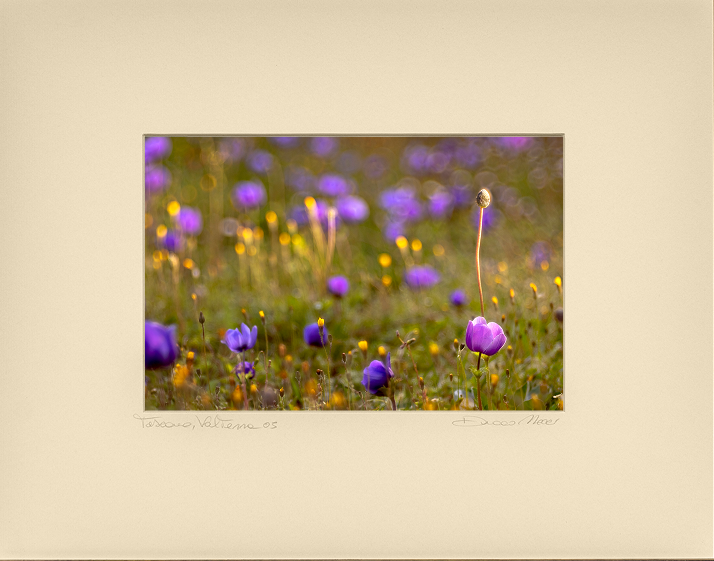 Purple Reverie - Duccio Nacci