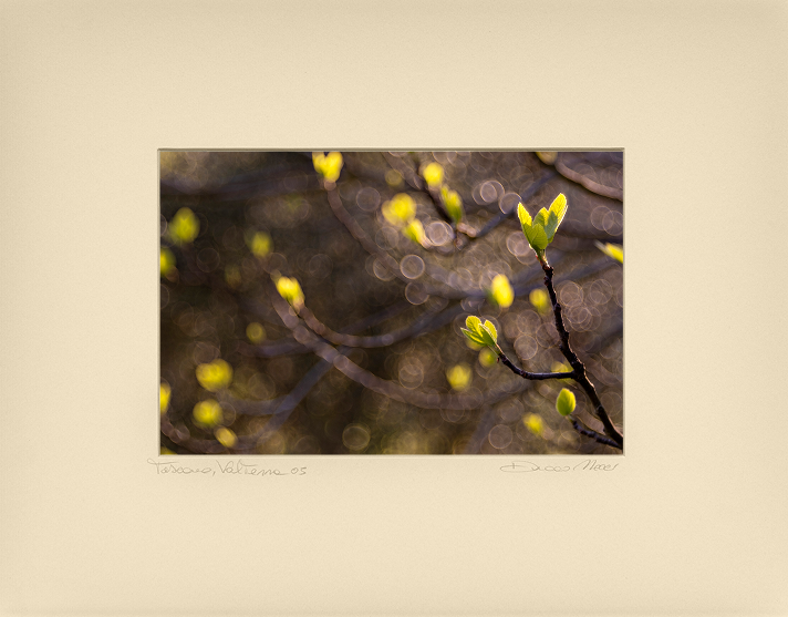 Green Lily Awakening - Duccio Nacci