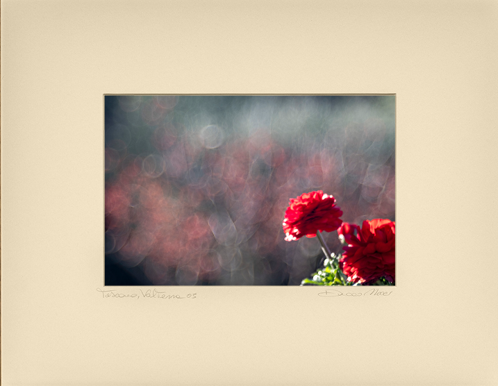 Scarlet Geranium Echoes - Duccio Nacci