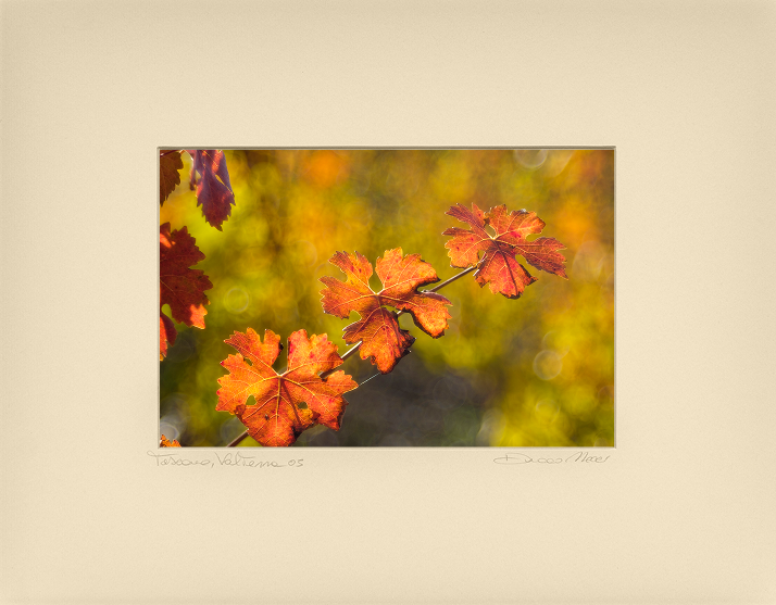 Autumnal vine leaves - Duccio Nacci