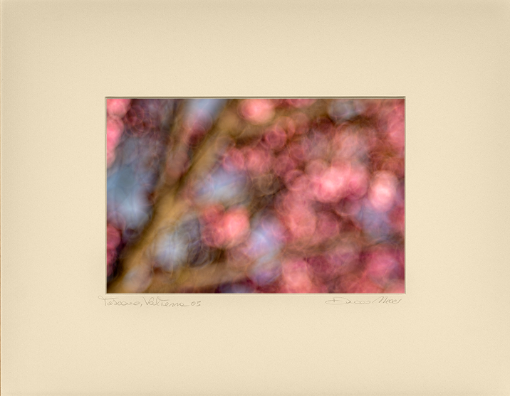 Pink Dahlia - Duccio Nacci