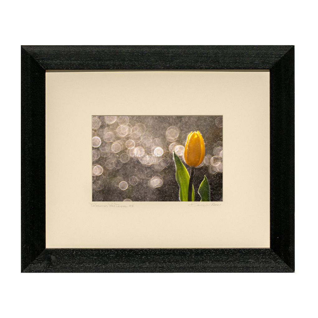 Golden Tulip in the Rain - Orizontal - Duccio Nacci