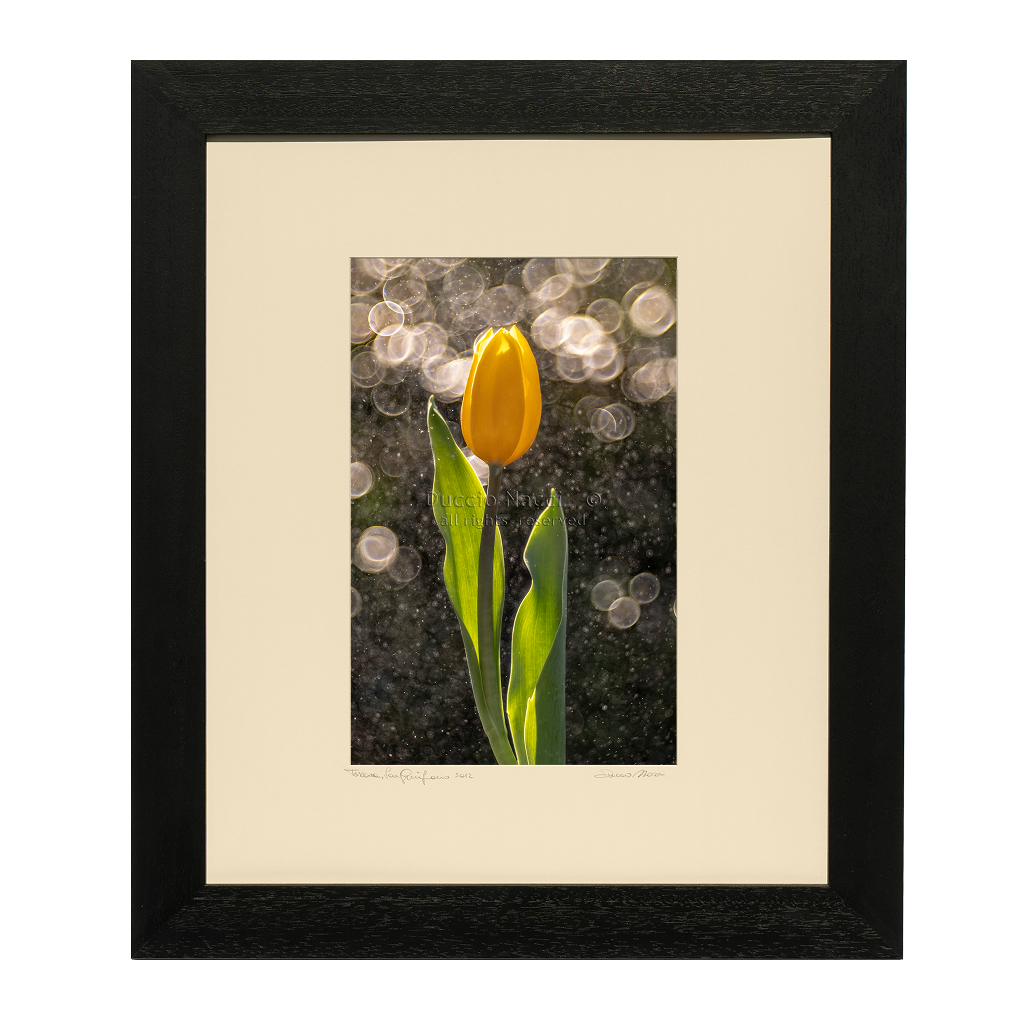 Golden Tulip in the Rain - Duccio Nacci