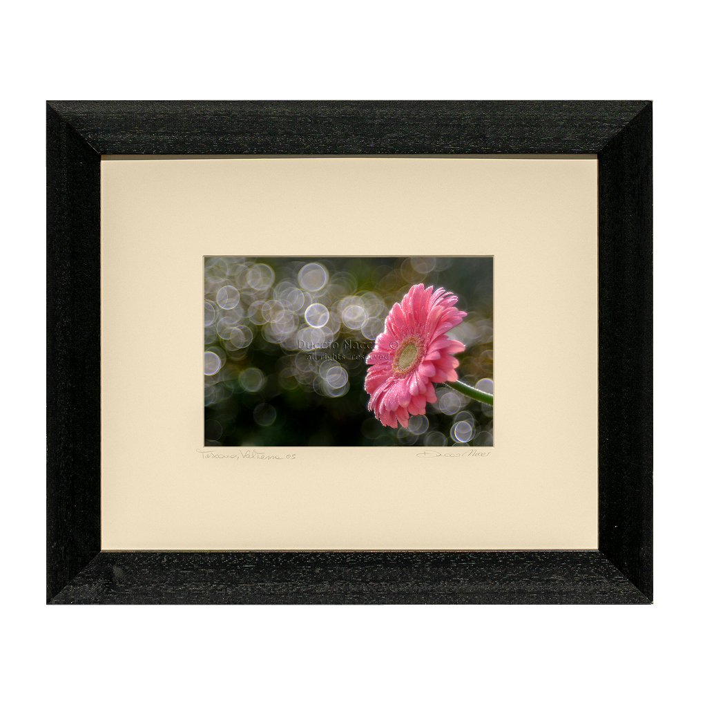 Gerbera’s Morning Waltz - Duccio Nacci