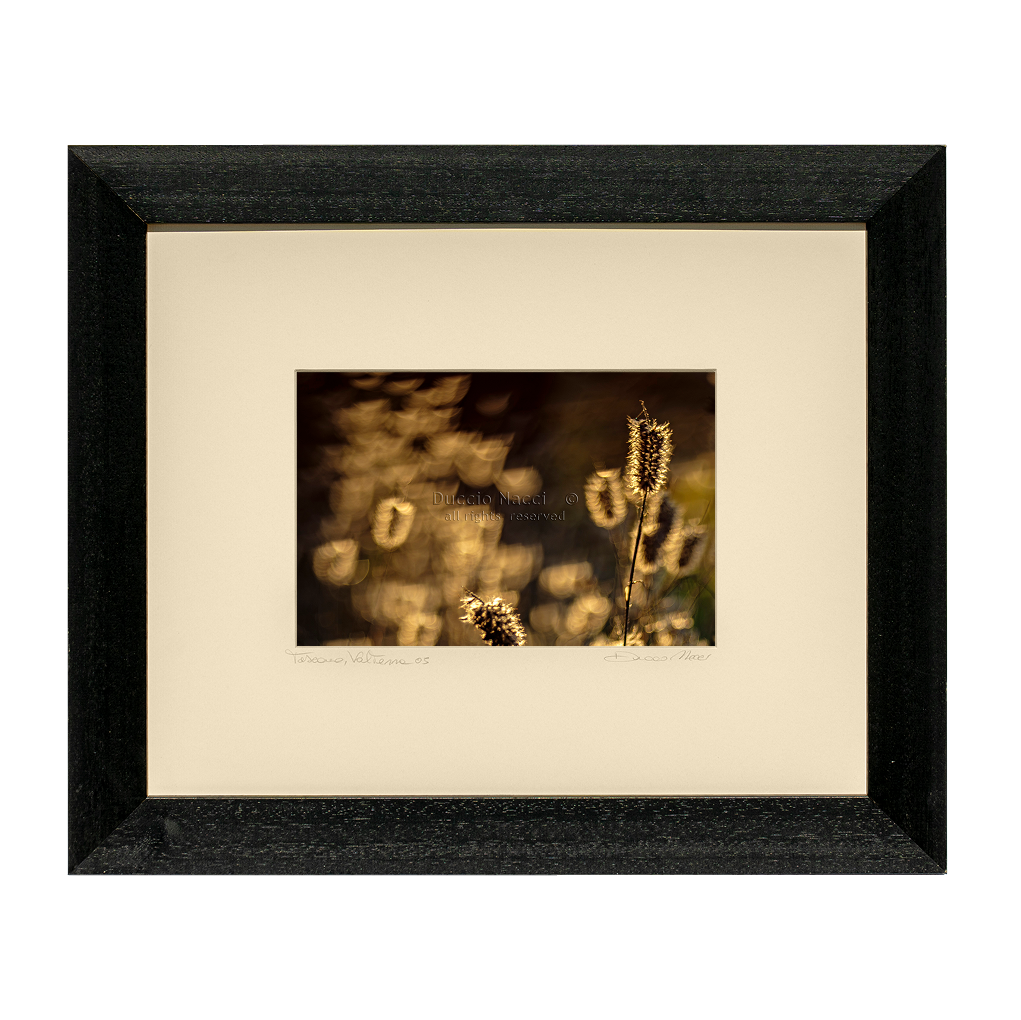 Foxtail Grasses - Duccio Nacci