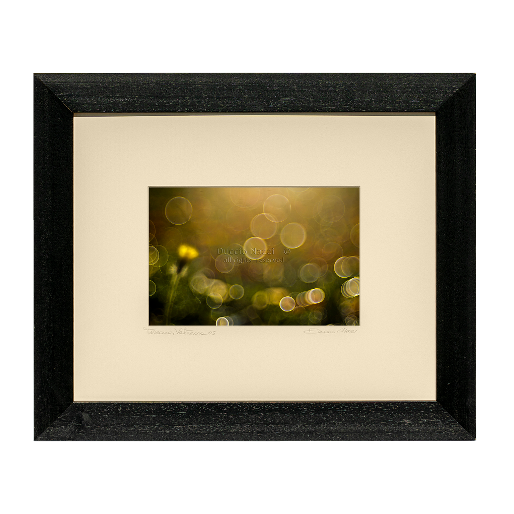 Yellow Hawkweed Bud - Duccio Nacci