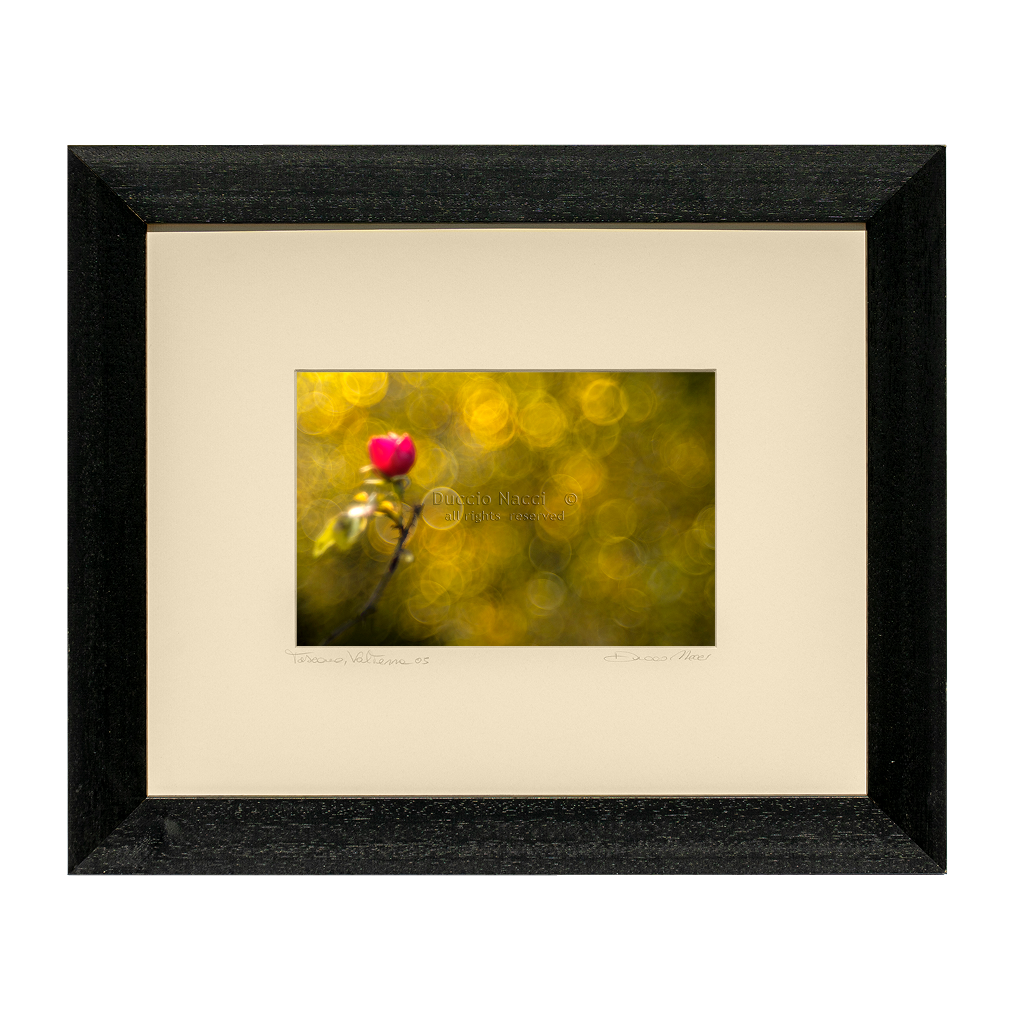 Moonlit Meadow Lily - Duccio Nacci