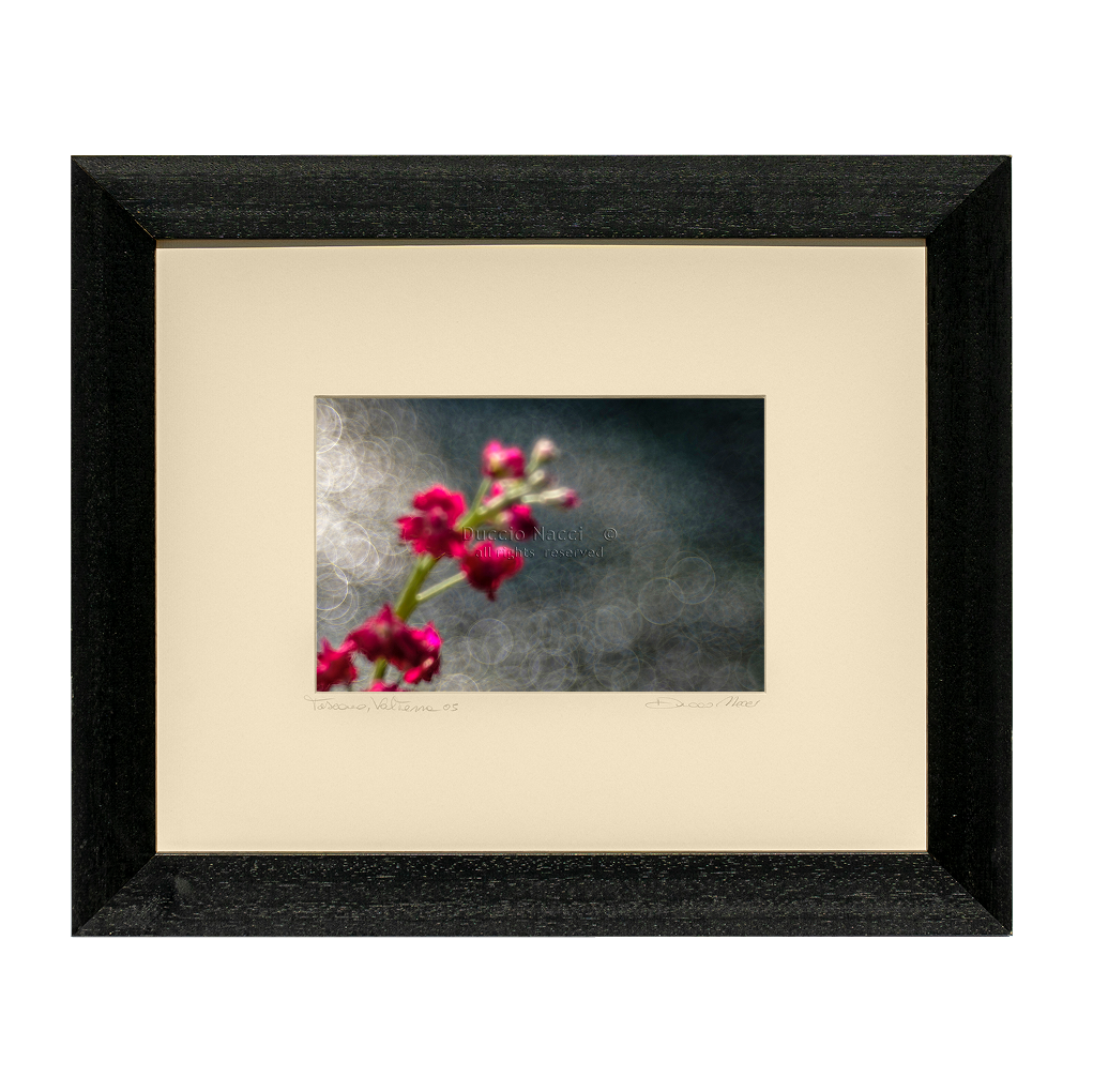 Evening Blush Rose - Duccio Nacci